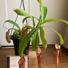 ウツボカズラ②の画像