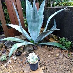 アガベ アメリカーナ