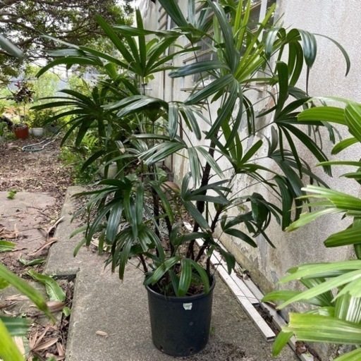 観葉植物☆カンノンチク②