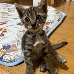 急募！生後1ヶ月半程の子猫【決まりました】
