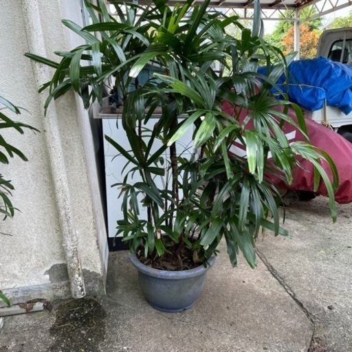 ☆観葉植物・カンノンチク☆③