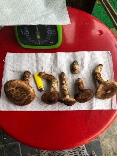 受け渡し様ご決まりました。岩手町産松茸  訳あり商品 格安