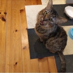 毛が長めのキジトラ(猫エイズ・猫白血病キャリア)