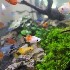 【熱帯魚】プラティ