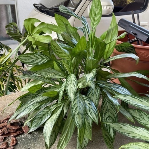 観葉植物☆アグラオネマ