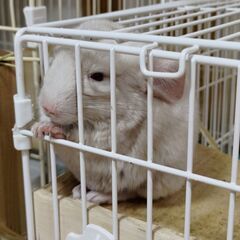 チンチラのこども