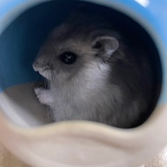 ジャンガリアンハムスター 男の子 0歳4ヶ月