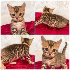✨ 札幌 猫 ブリーダー ペットショップ ベンガル ソマリ スフ...