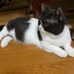 猫好きフレンド募集 - 町田市