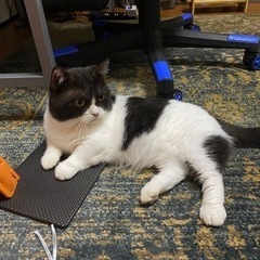 猫好きフレンド募集