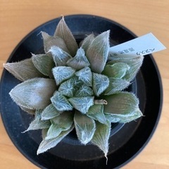 ハオルチア　ベヌスタ