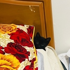 真っ黒な子猫ちゃん　　最後まで大事にお願い致します！