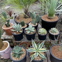 アガベ　サボテン　多肉植物