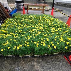 フレンチマリーゴールド無料で差し上げます。