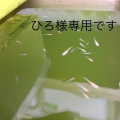 ミックスメダカ