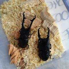 カブトムシ、クワガタ売りますよ～