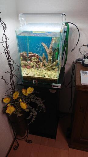 海水魚飼いたい初心者の方   かなりお値打ちセット 30×30×40 水槽セット 海水 淡水 ADAアクアスカイ エーハイム2213