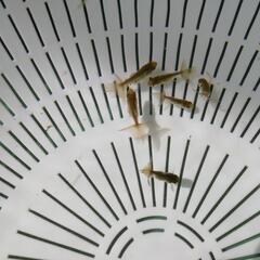 【6匹ｾｯﾄ】ブラックドラゴン 鈴木東錦 金魚の画像