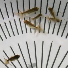 【6匹ｾｯﾄ】ブラックドラゴン 鈴木東錦 金魚