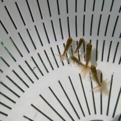 【6匹ｾｯﾄ】ブラックドラゴン 鈴木東錦 金魚の画像