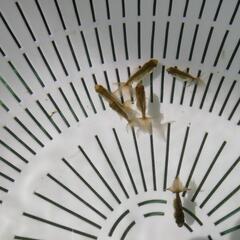 【6匹ｾｯﾄ】ブラックドラゴン 鈴木東錦 金魚の画像