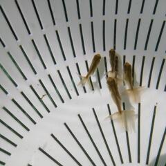 【6匹ｾｯﾄ】ブラックドラゴン 鈴木東錦 金魚の画像