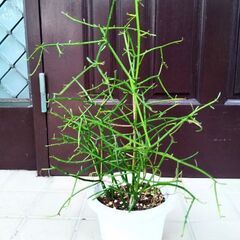 鉢★ミルクブッシュ　多肉植物　ミドリサンゴ