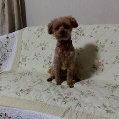 トイプードル♀　間もなく12歳ですが人なつこく元気　