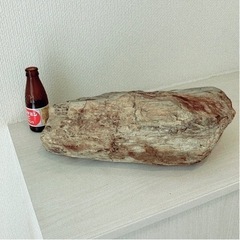 鑑賞石（珪化石）9.5kg