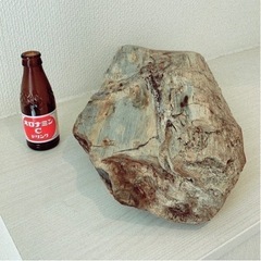 鑑賞石（珪化石）9.5kgの画像
