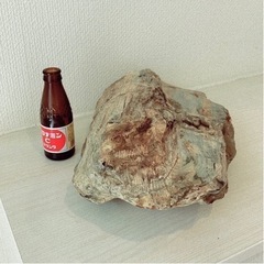 鑑賞石（珪化石）9.5kgの画像