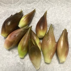 ①野菜　ミョウガ　みょうが　茗荷　100g位　10〜15個