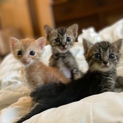 ありがとうございます。里親さん決まりました。可愛らしいサビ、キジ...