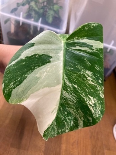 ホワイトモンステラ