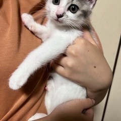 【お試し予約済み】とっても可愛い子猫