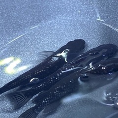 ブラックダイヤモンドメダカ 成体 産卵個体