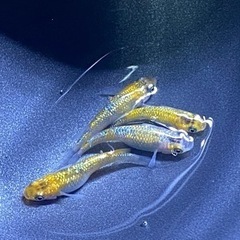 メダカ ユリシス 高級メダカ 強ラメ