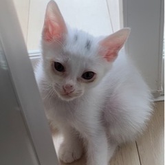 子猫の里親募集です。(終了です。ありがとうございました)