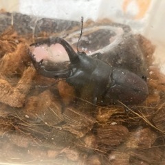 ノコギリクワガタ♂