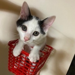 子猫 生後約１ヶ月