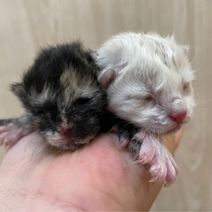 ‼️生後４日の子猫‼️