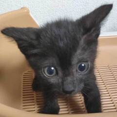 2022年9月13日入所の黒子猫の里親さん募集します