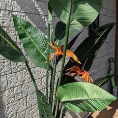 人工観葉植物　大型