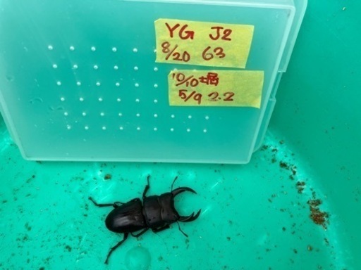J2♂\u0026 C2♀新物ペア  能勢YGオオクワガタ成虫