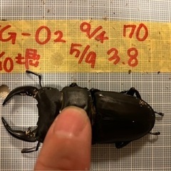 Q2♂&O2♀新物ペア 能勢YGオオクワガタ成虫