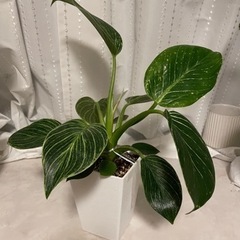 観葉植物 フィロデンドロン バーキン