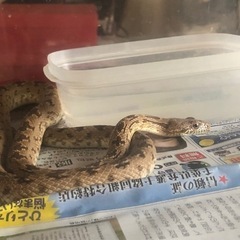 エジプトカンムリヘビ