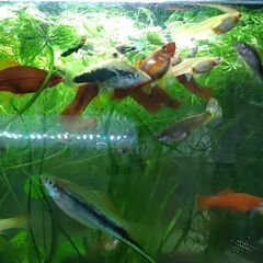 【値下げ】熱帯魚ソードテールお譲りします