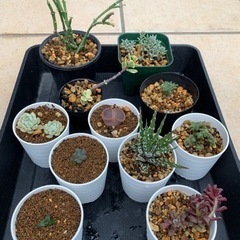 多肉植物 いろいろ11苗セット ありがとうございます。決まりました。