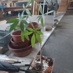 パキラ　※引き取り条件あり